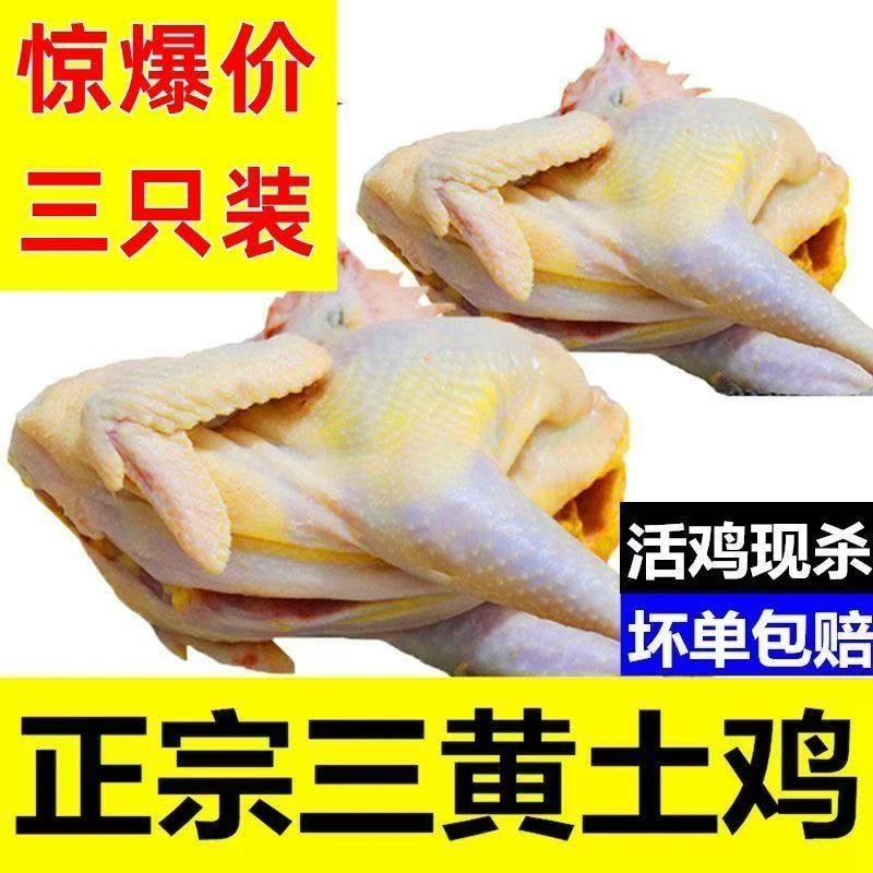 【拍两只送1只】3只三黄鸡农家散养土鸡整鸡整只净重4.5斤左右