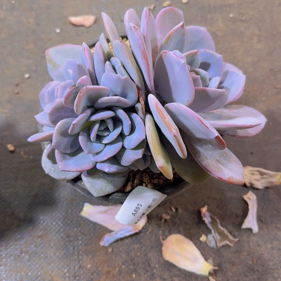 翠***翠A895双头分心奶茶