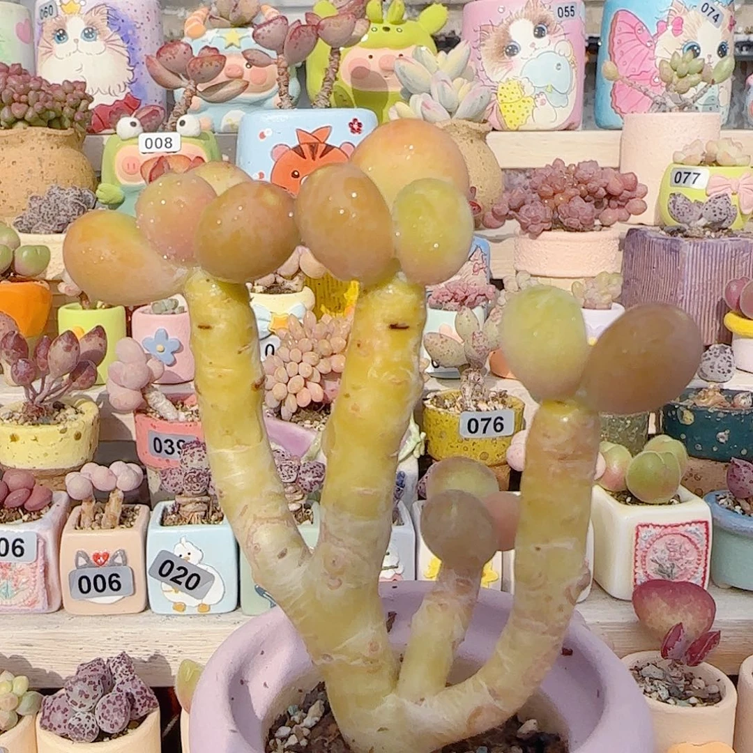 粗桩金蟾 盆口4cm
