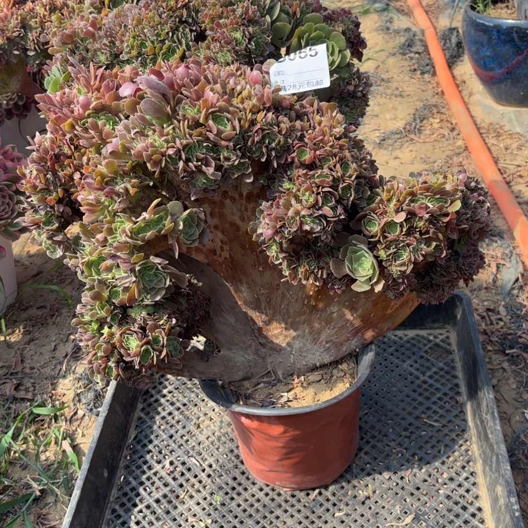 065玫瑰缀多肉植物