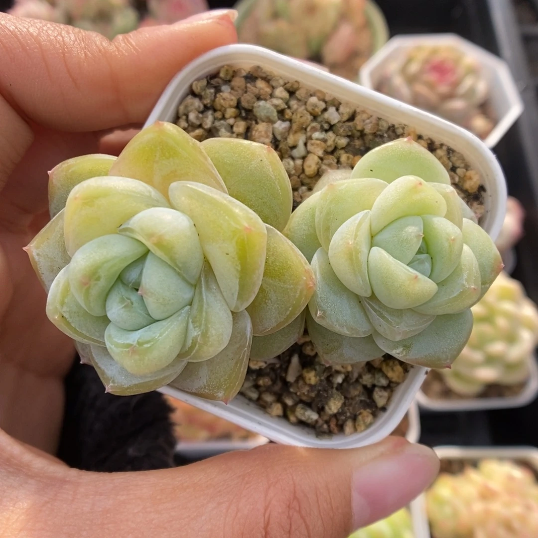 钻心珍妮不包整可拍508号