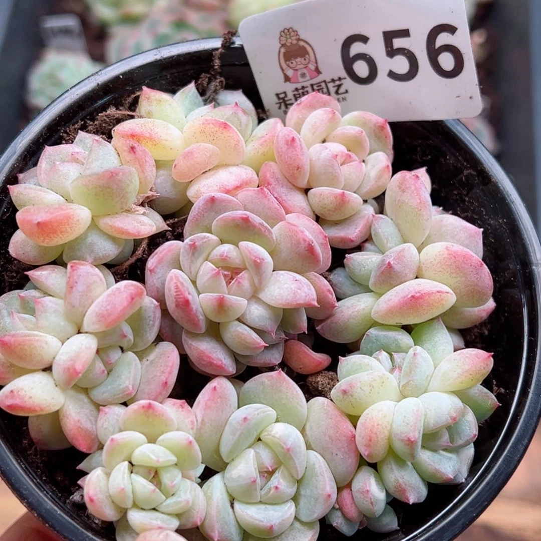 多肉植物多肉植物