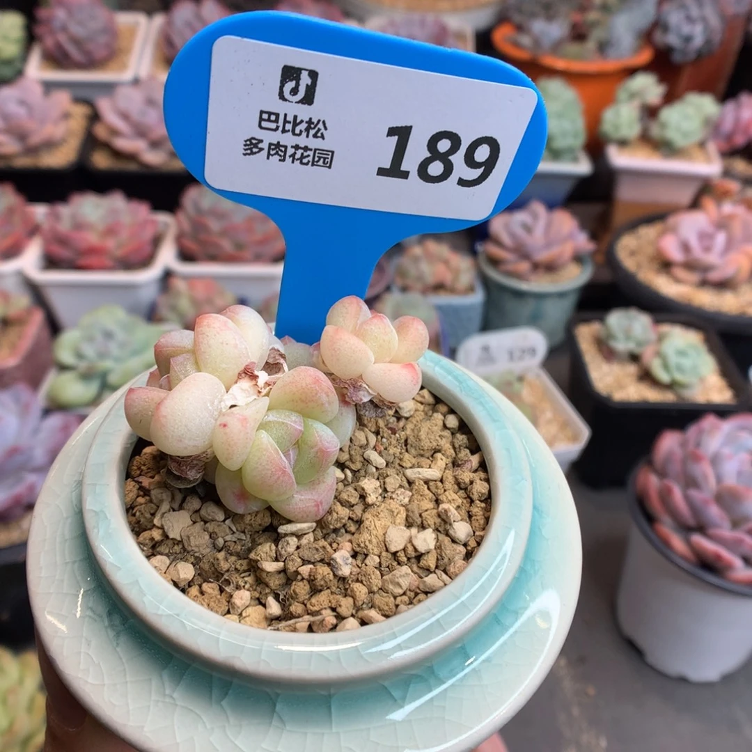 静***.189冰玉多肉植物一物一拍