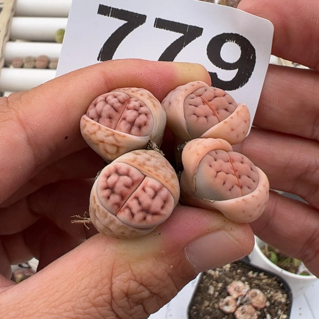 /*5.11好看的多肉脱土发货779
