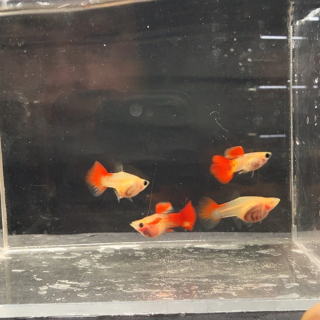 孔雀鱼琉璃玻璃猫两对孕母