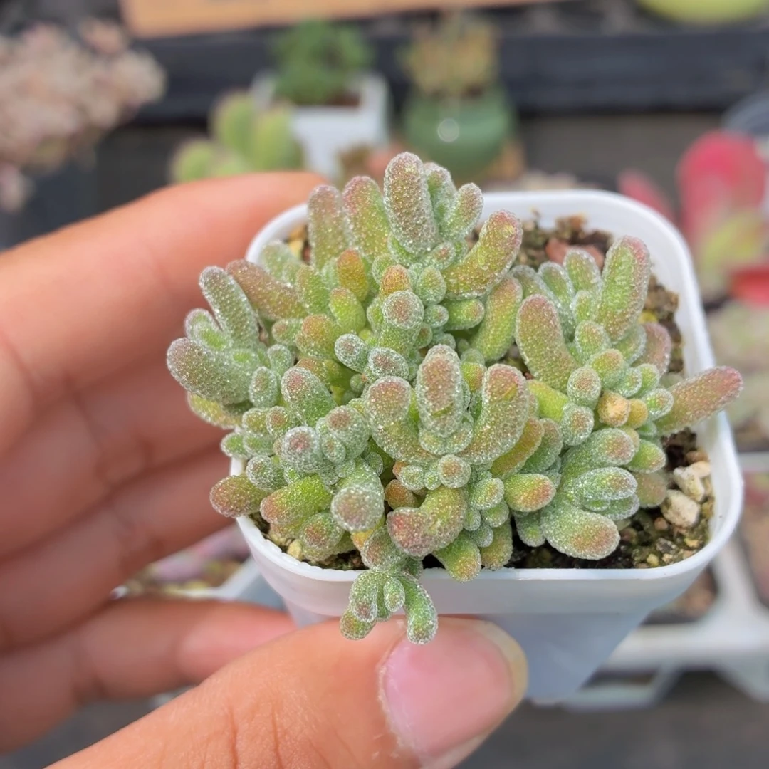 冰晶枝干多肉9.9包邮发货