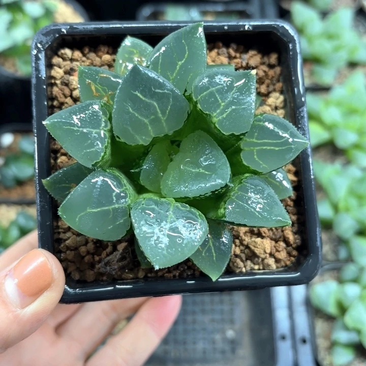 池田玻璃克多肉植物