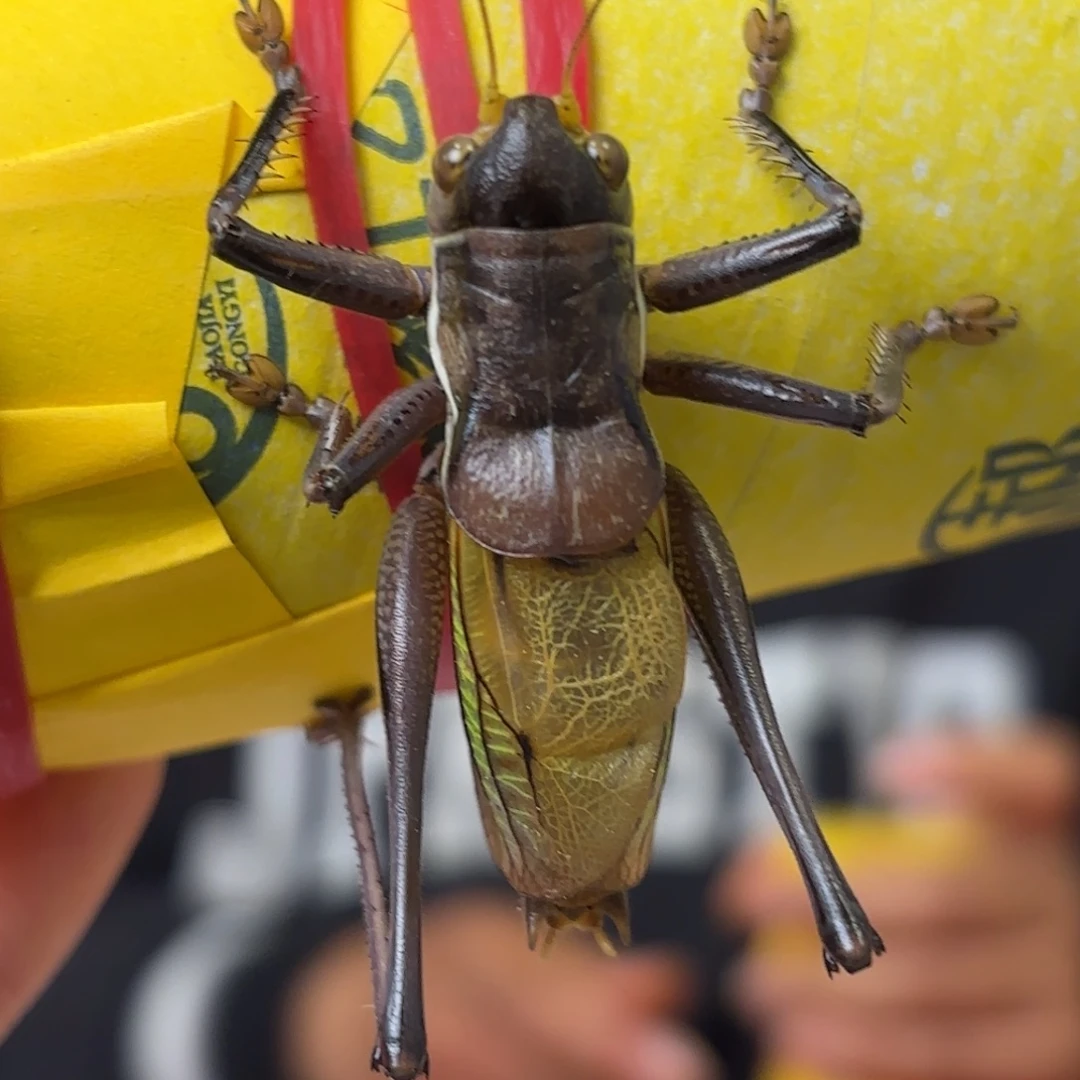 君***室蝈蝈蝈蝈福福价格