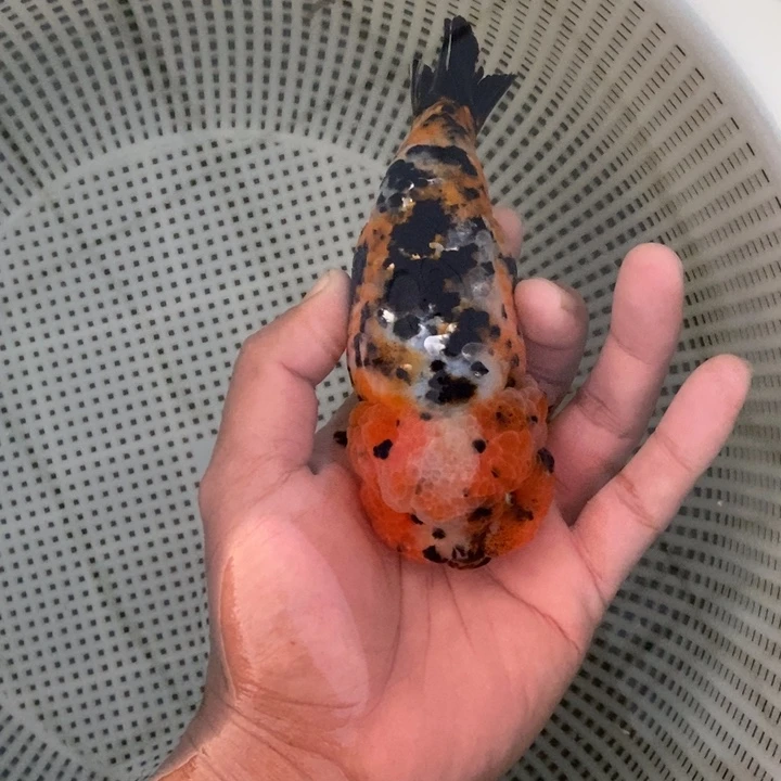 金鱼中原新隆观赏鱼