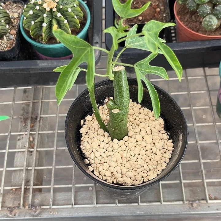 我也不知道我为什么