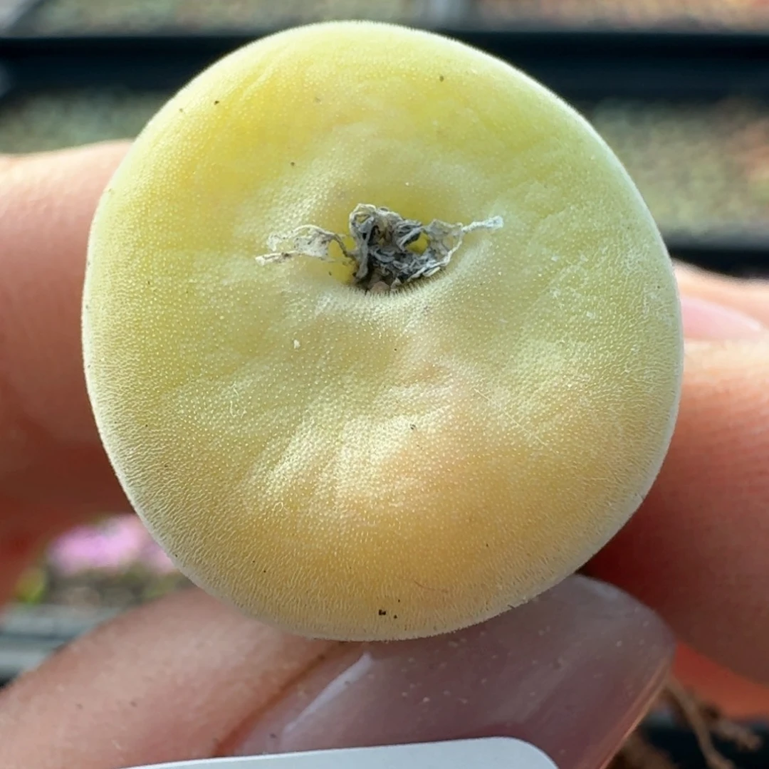 520空卡0000000000000