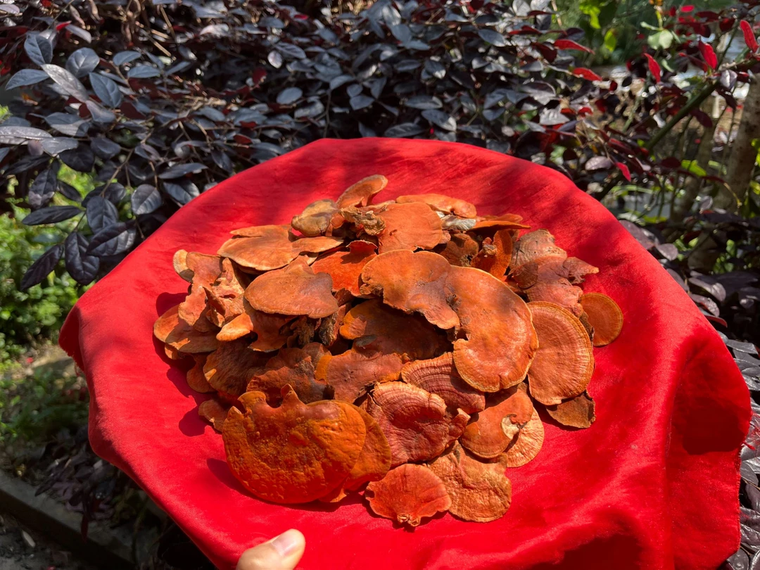 A【牛-樟-芝】净含量：100g-500g【阿徐现收】