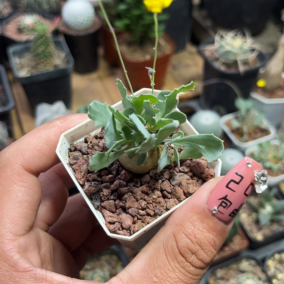 格加厚顿菊单头发货单头