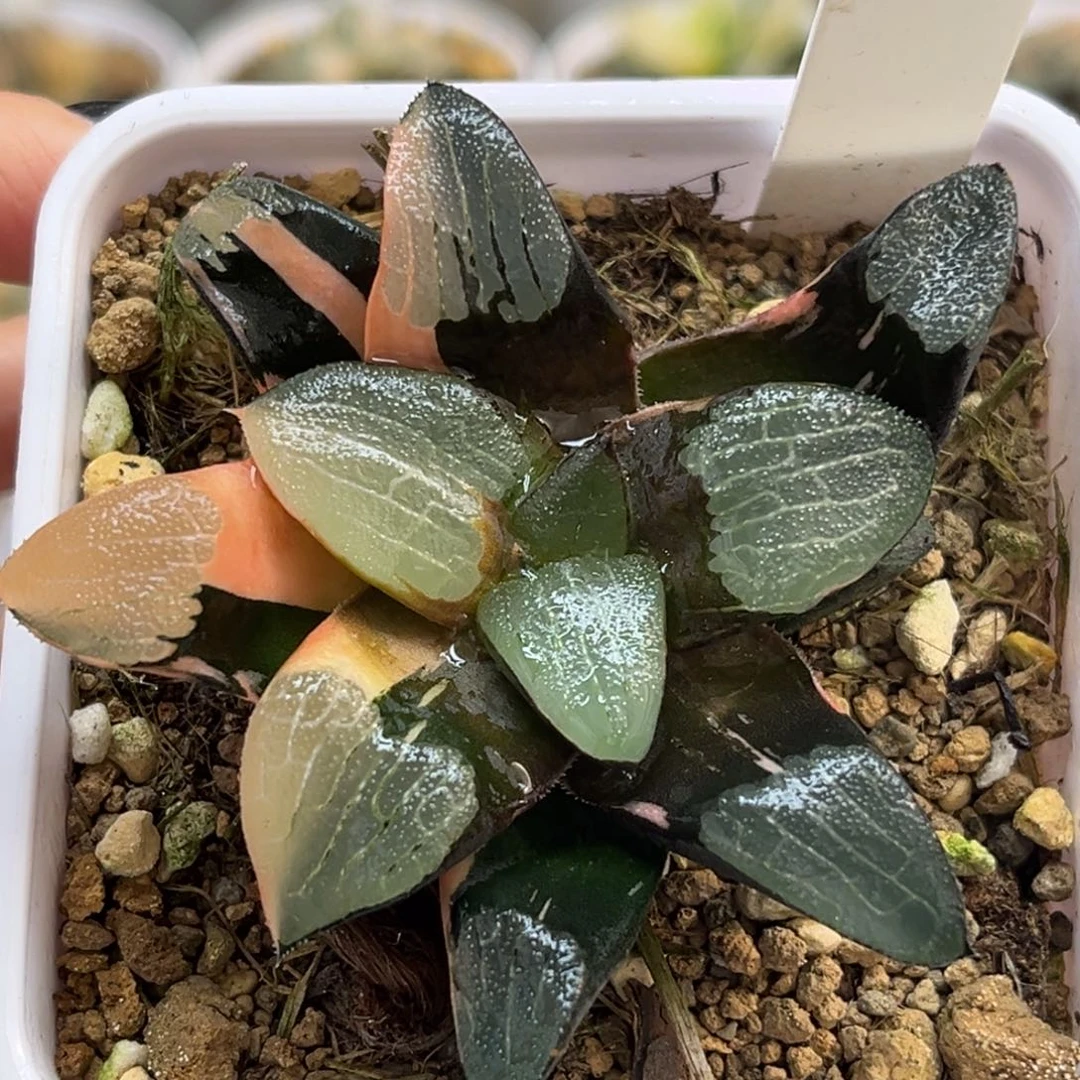 92克锦福利专场多肉