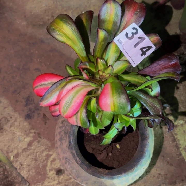 314花蝴蝶多肉植物不售后
