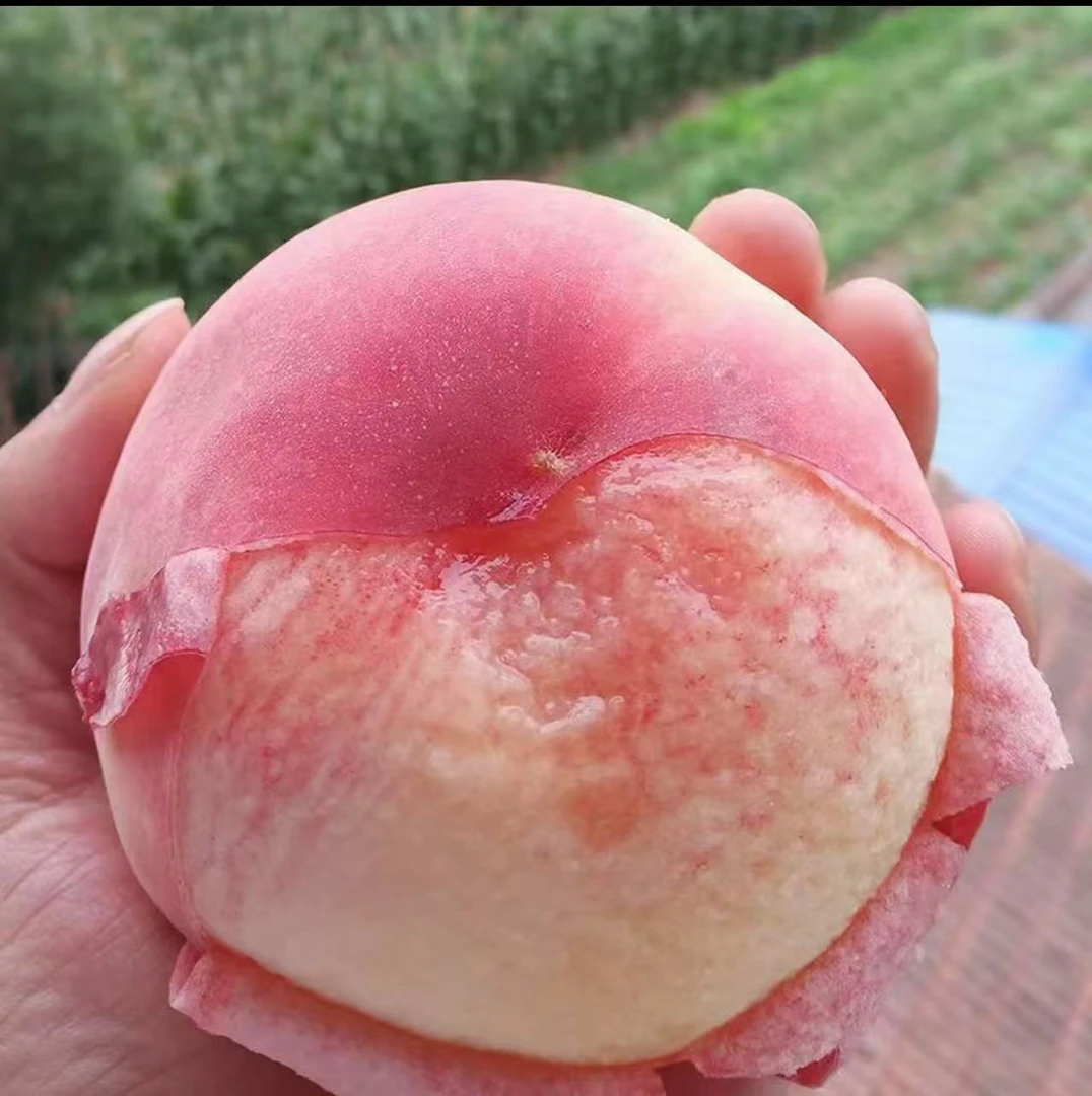 【（省内拍）甘肃秦安水蜜桃】头茬新鲜采摘脆软两吃爆汁应季水果包邮