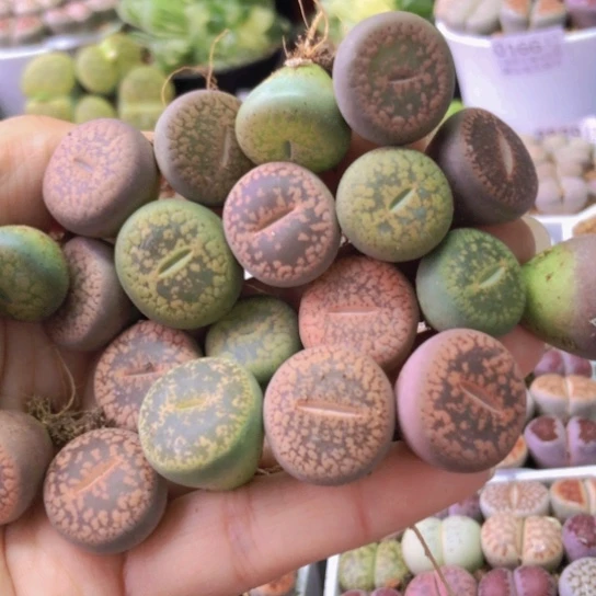 0034，如图一物一拍