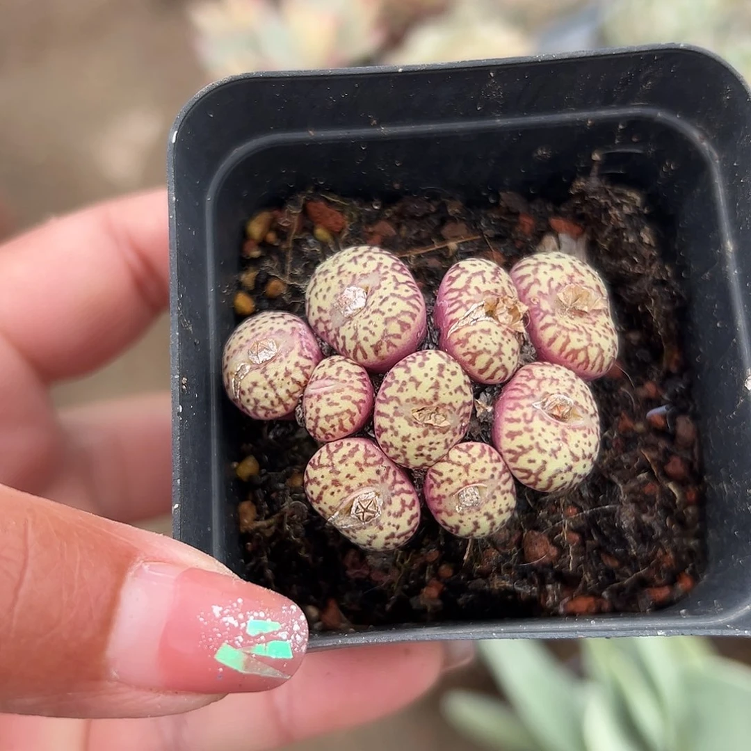多肉植物多肉植物