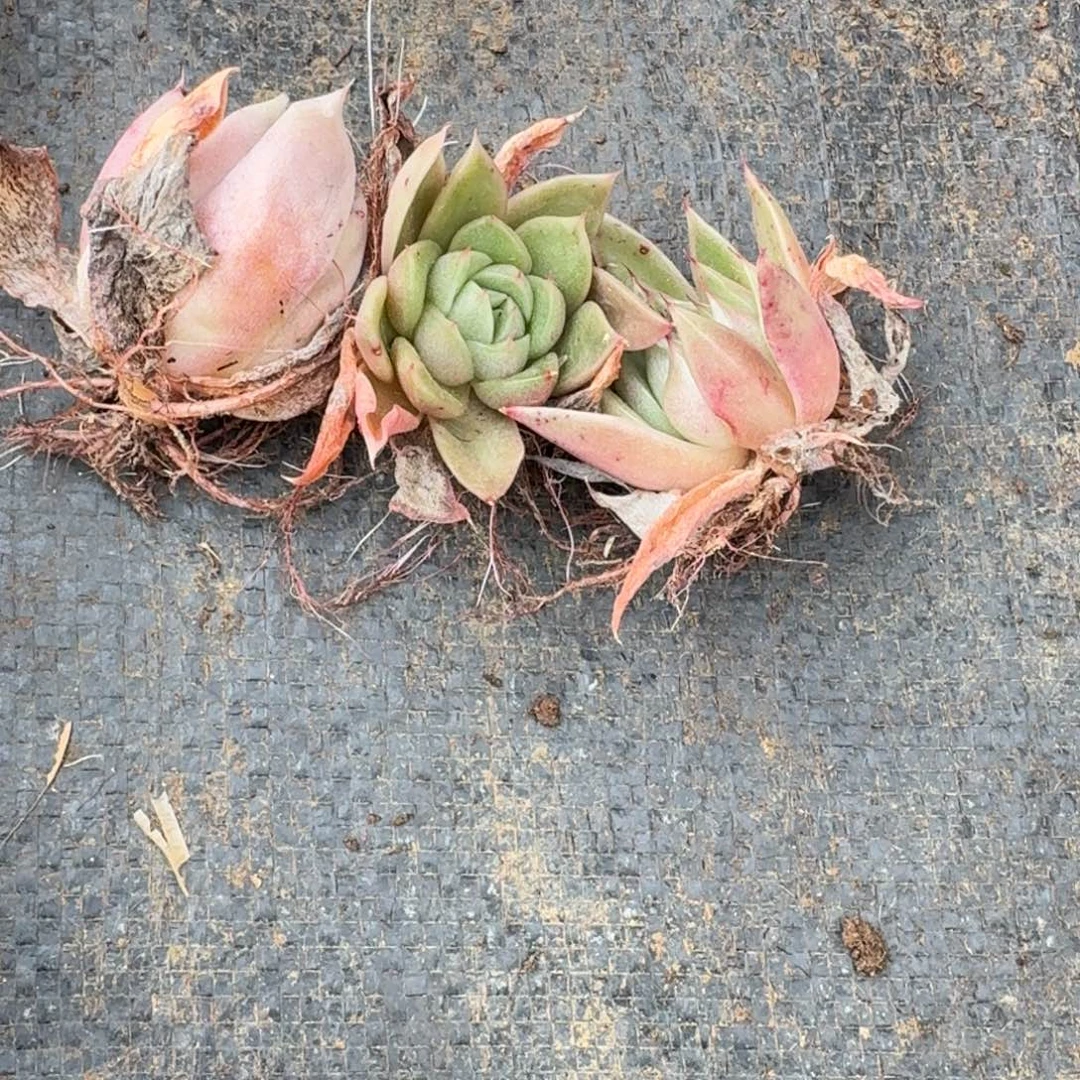 三颗海胆苗子量拍17-139