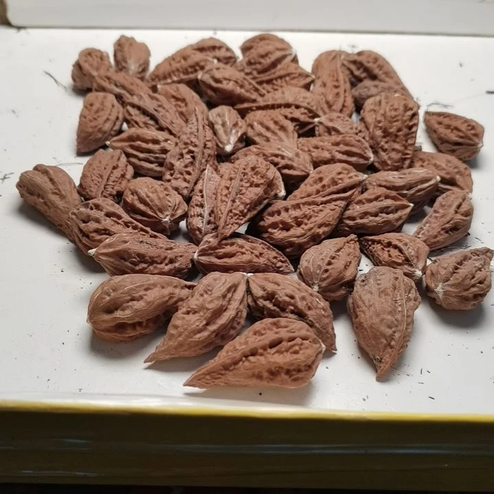 文玩核桃手串逸*斋东北秋子异型籽46