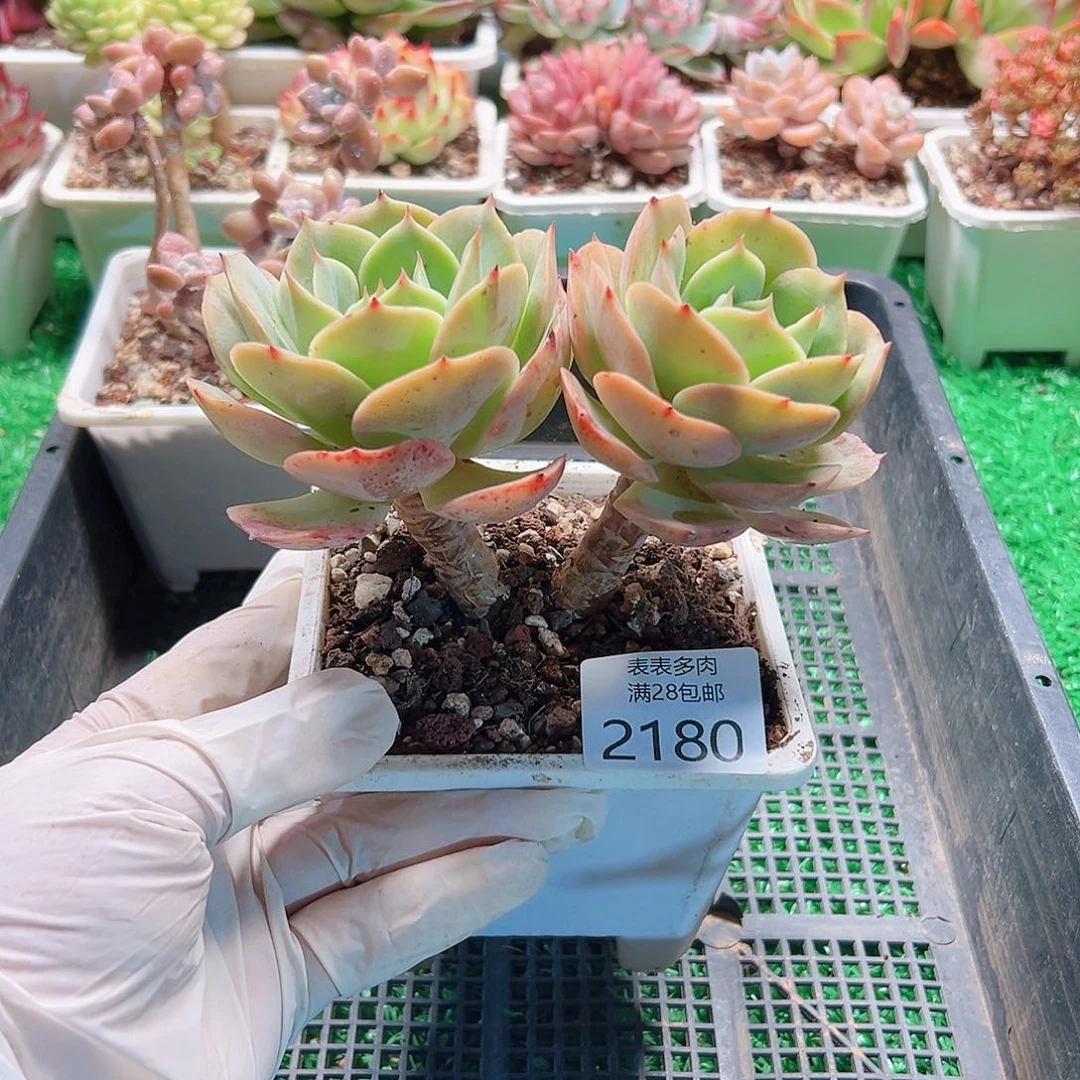 多肉一物一拍植物2180