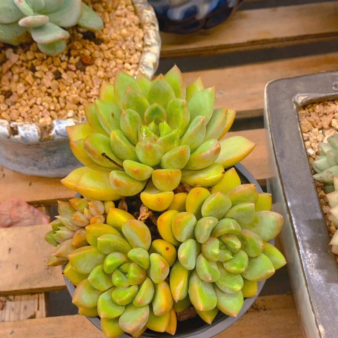 *****多肉植物肉肉植物
