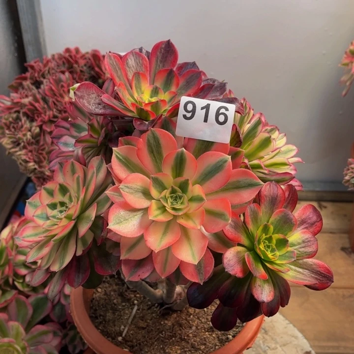 多肉法师嫁接916