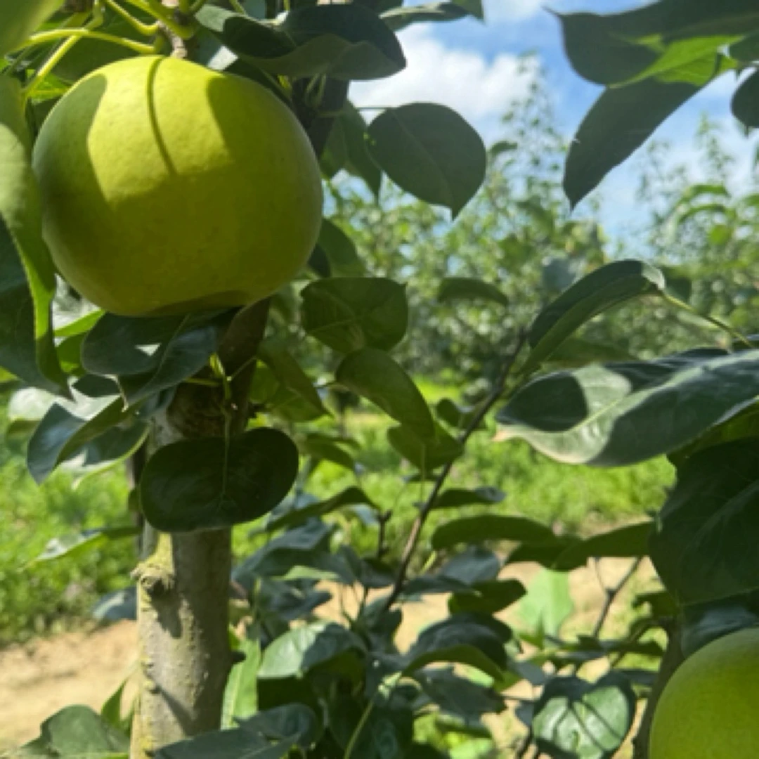 湖北青皮梨新鲜当季水果翠玉梨上市清甜可口美味梨子