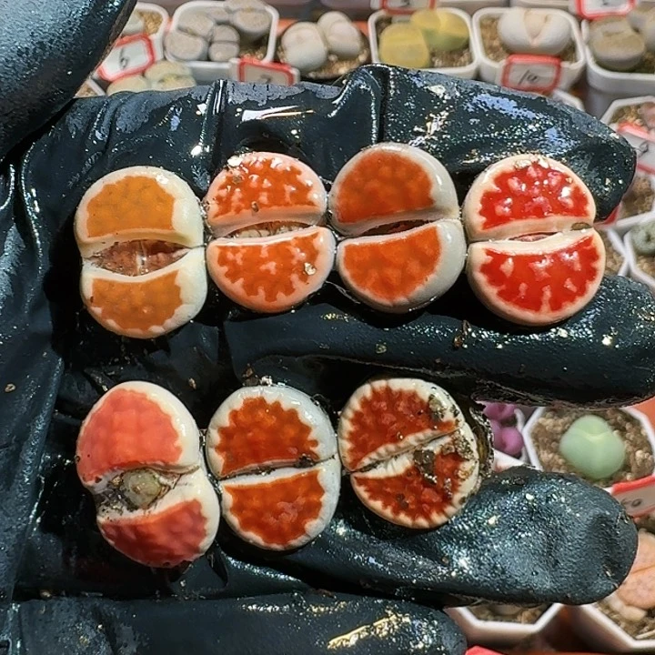 生石花11111111。   378