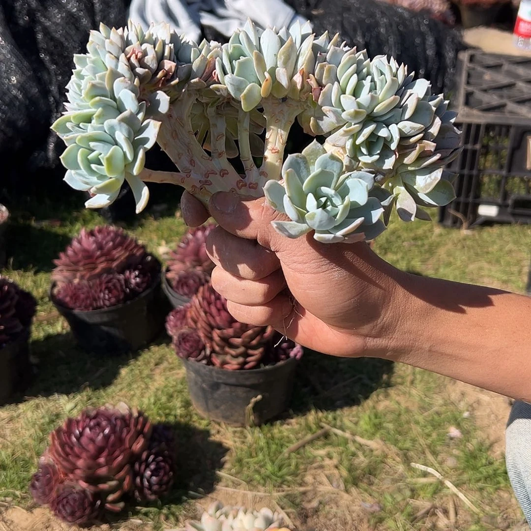 白茶树缀模特多肉。