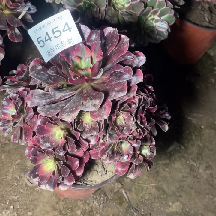 5454美杜莎的人多肉的