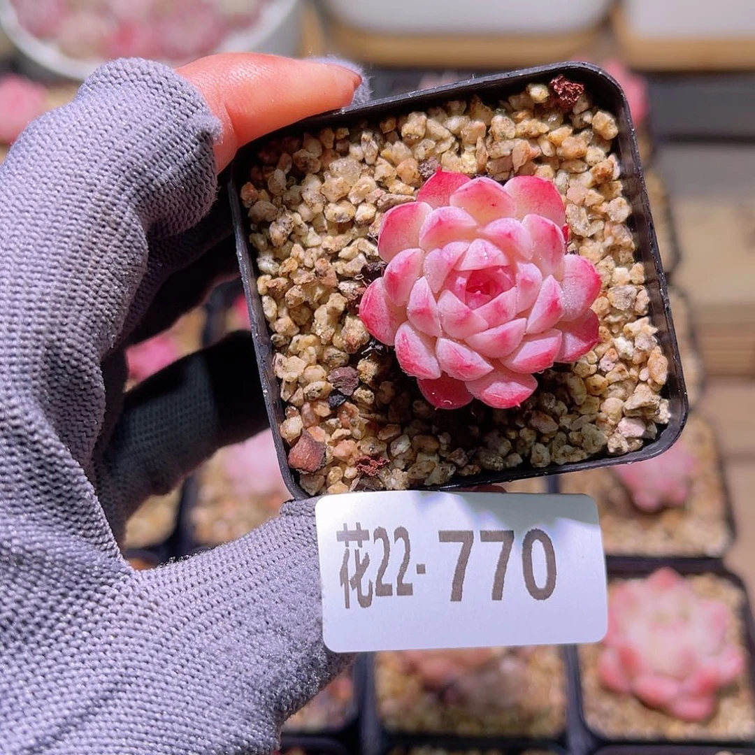 花22-770麻薯单头