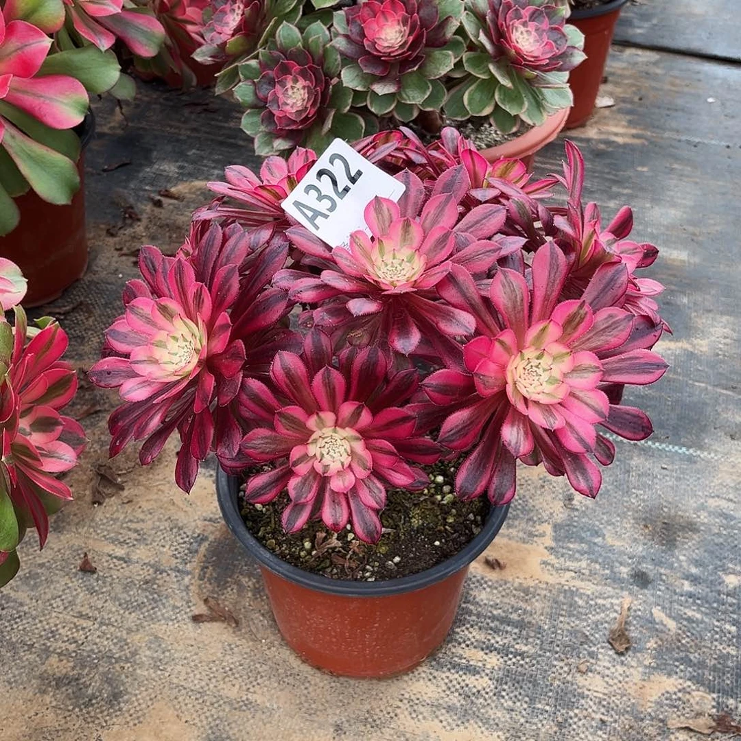 从林黑铜白322多肉植物