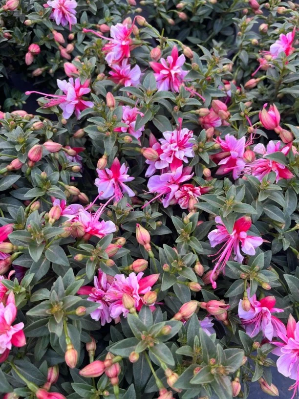 云花基地【樱粉】倒挂金钟灯笼花多季节开花新手易养护