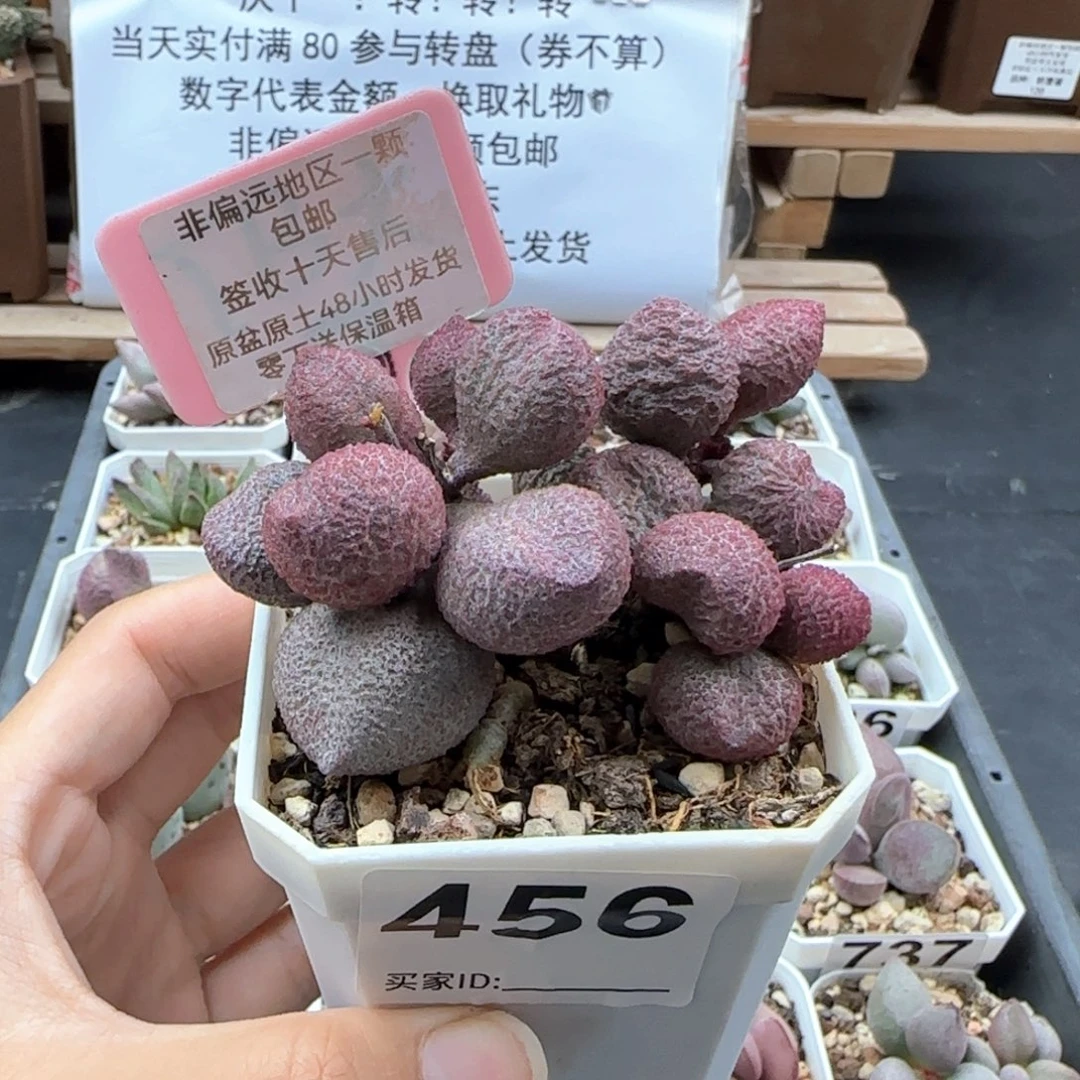 456水蜜桃多肉植物