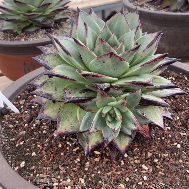 大漠孤烟 整株328 侧牙48