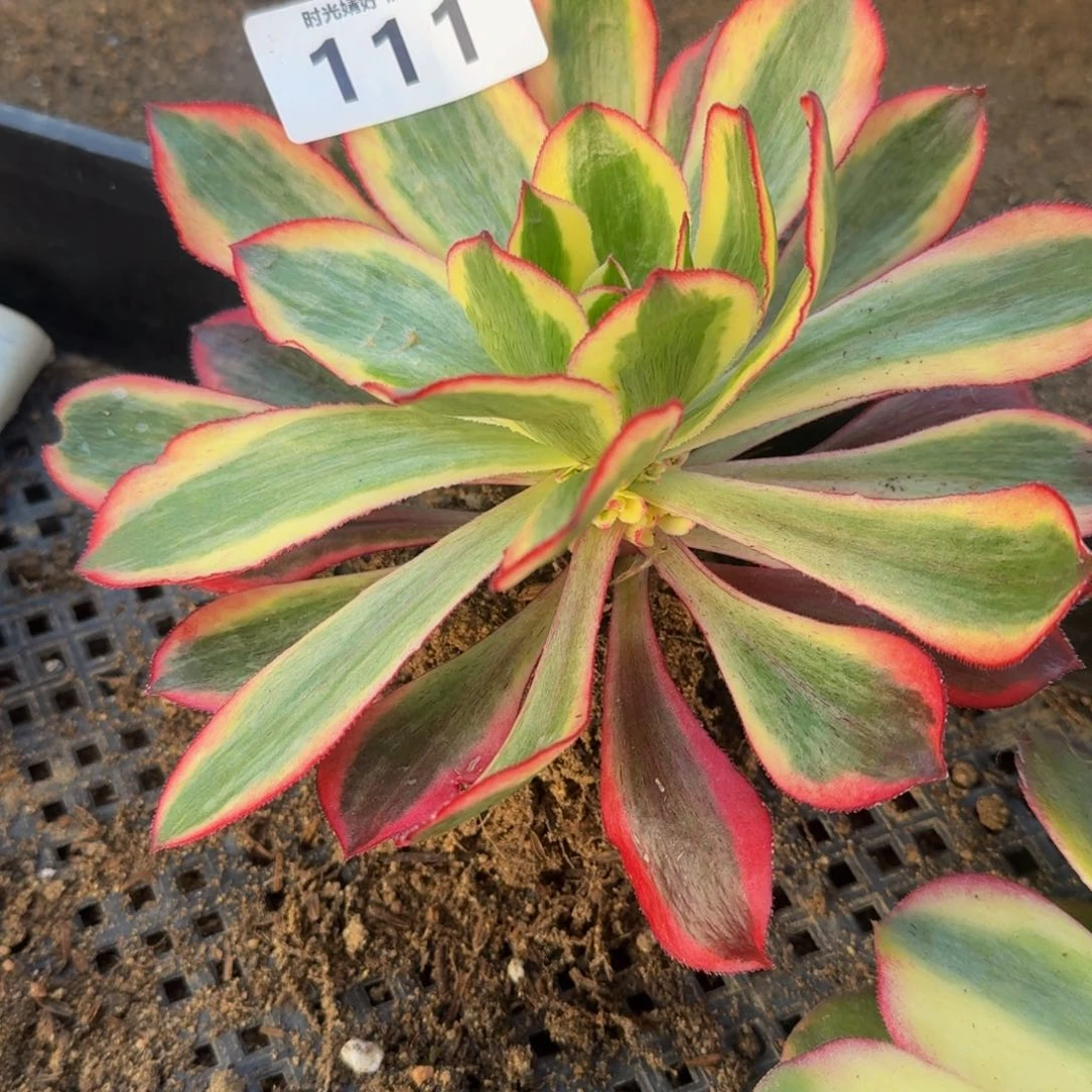 111魅影。多肉植物