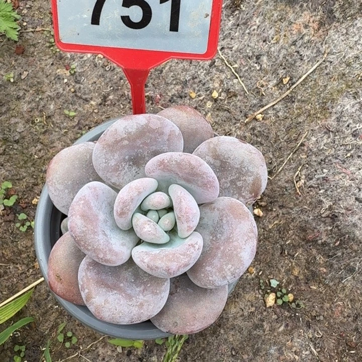 粉兔一物一拍751.