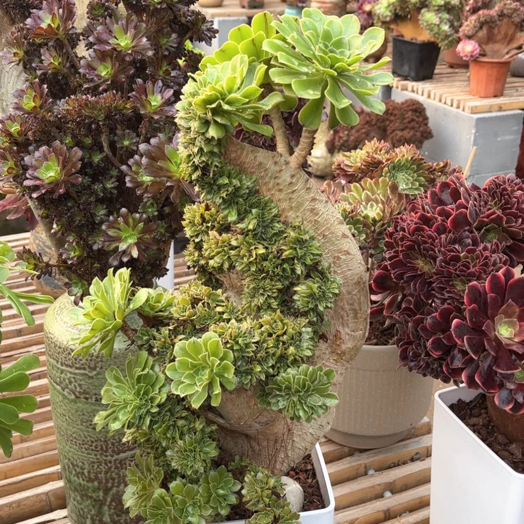 原始绿海马造型精品