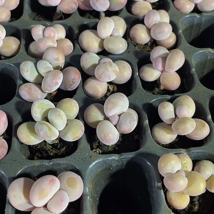 小奶豆1.5带土发