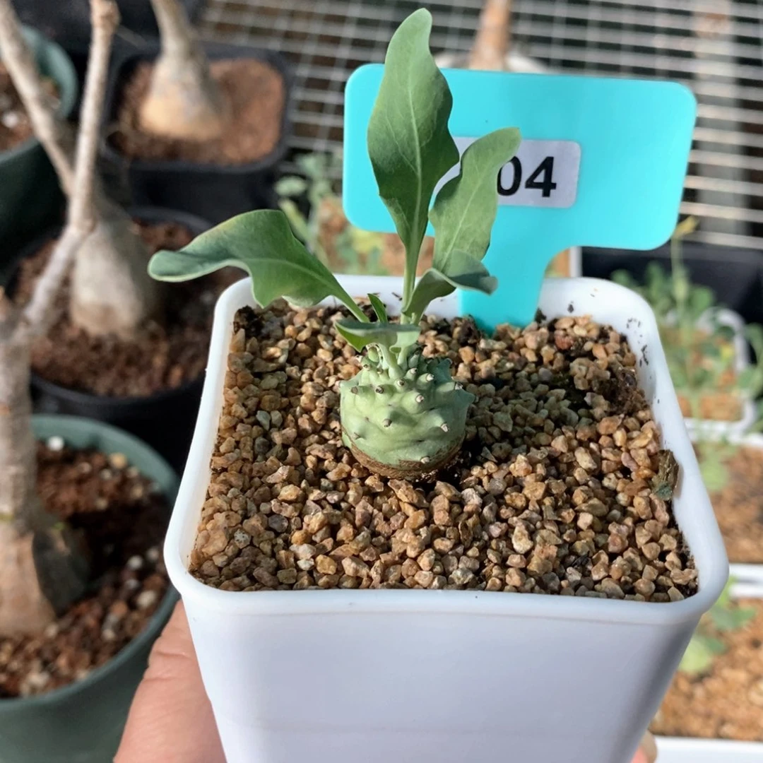 杨玉大戟多肉植物
