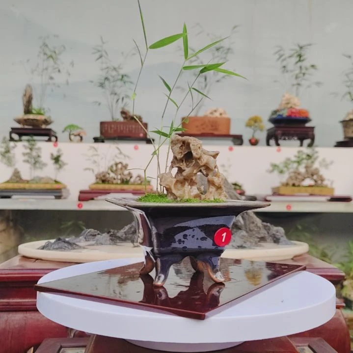 盆景，小玉山竹，玉玲珑石