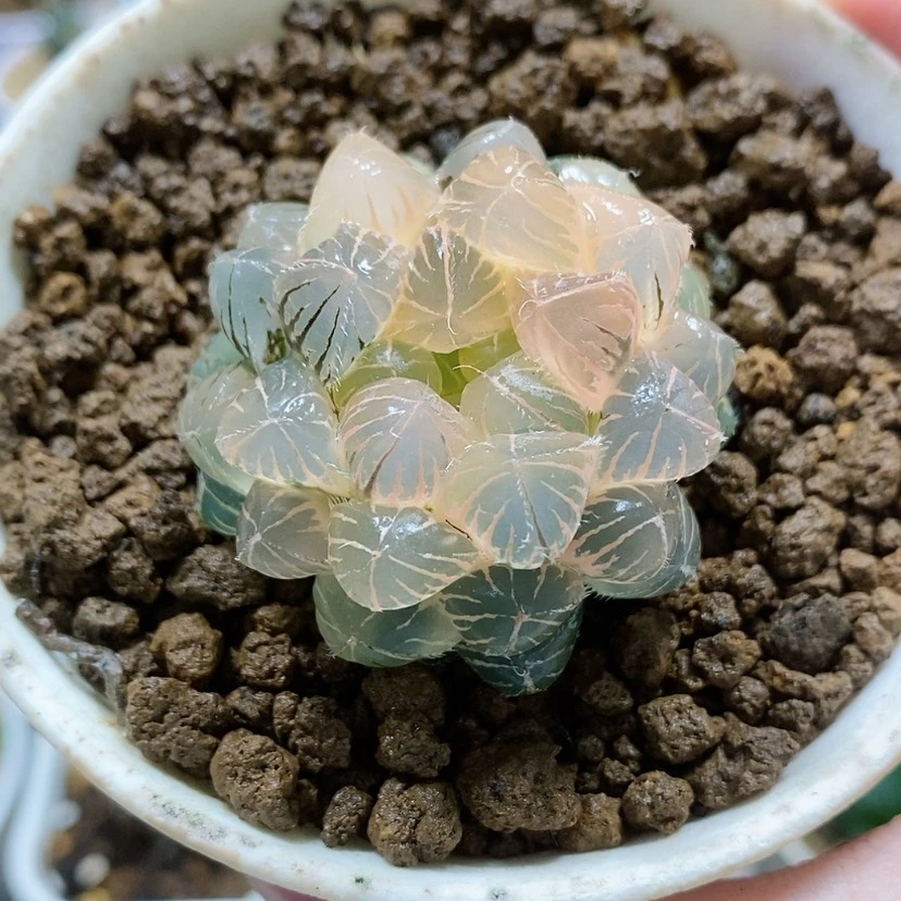 【闪购商品】38糊斑蓝镜玉露锦