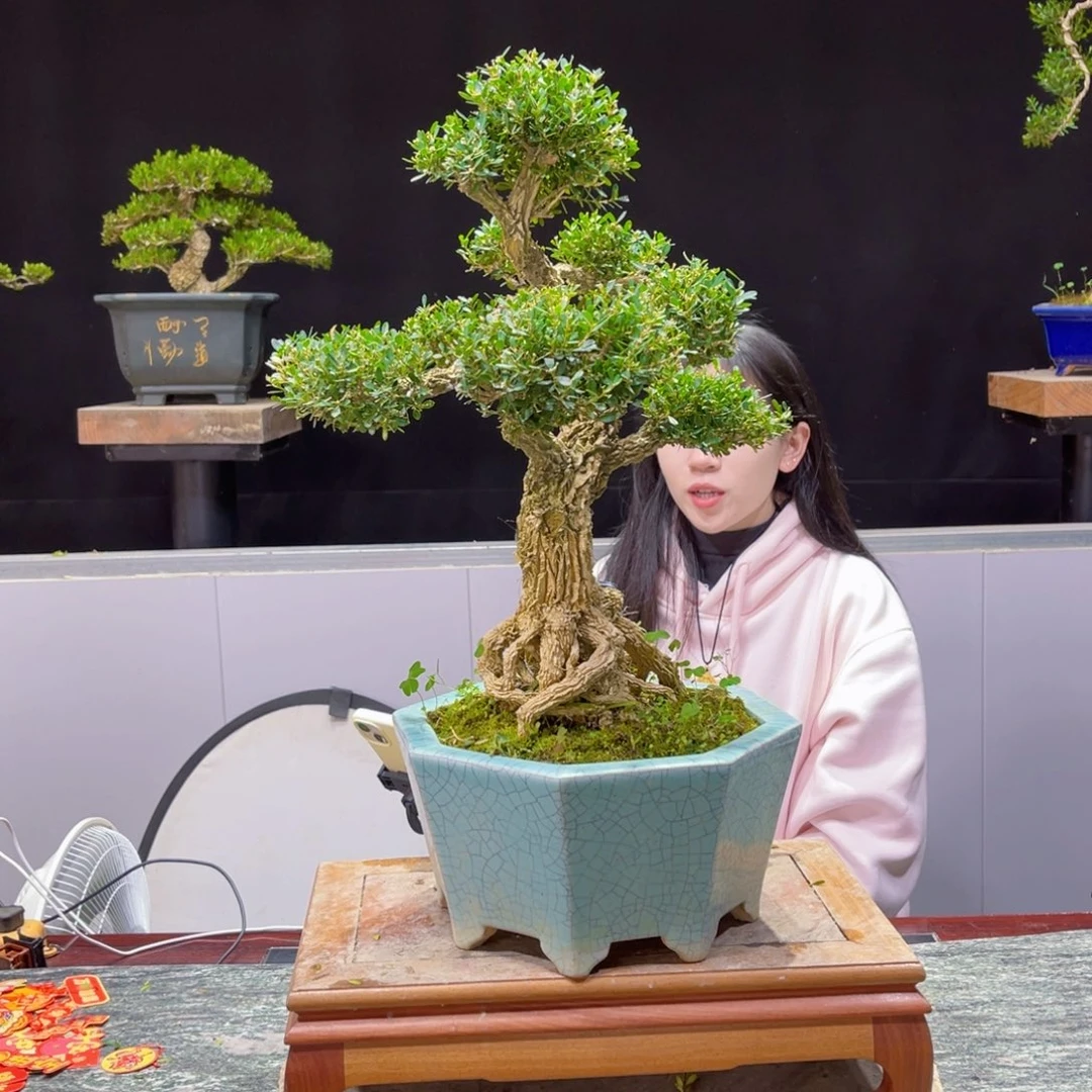 四季常青老桩黄杨盆景