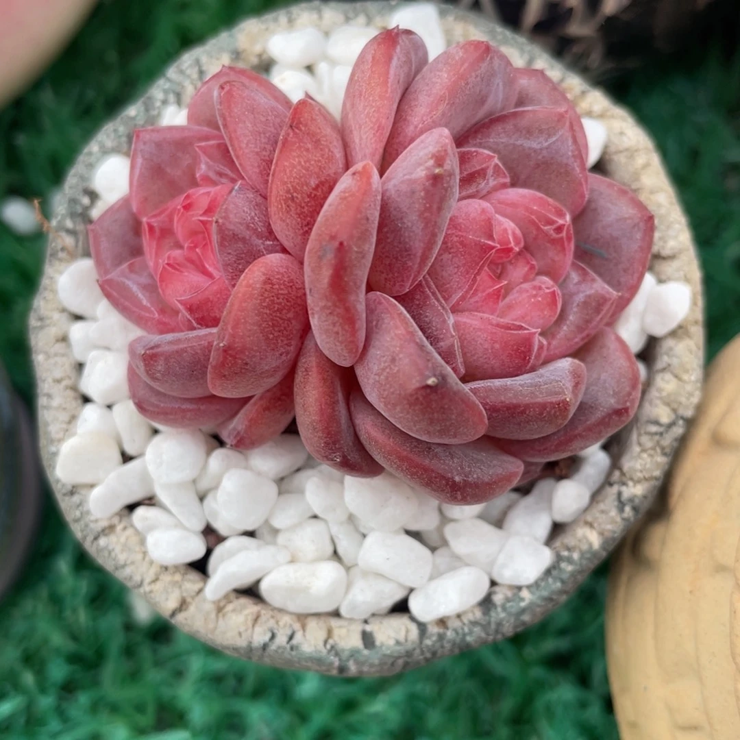 多肉植物盆栽多肉