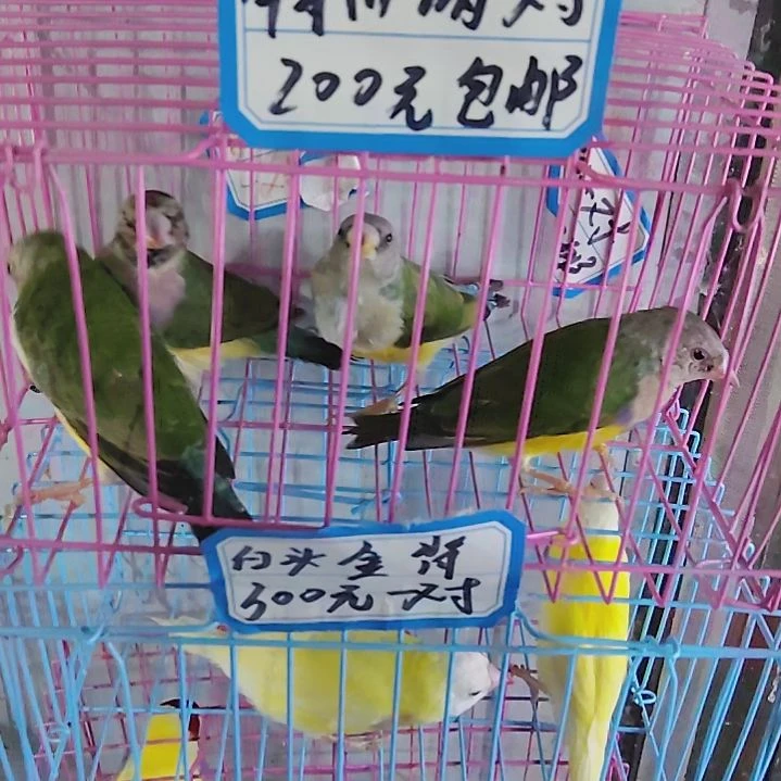 御***府文鸟特价绿背两对包活到家收到货拍开箱视频