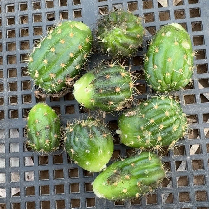 227丽花金牡丹歪1到2公分左右无根侧牙虫咬，20包邮