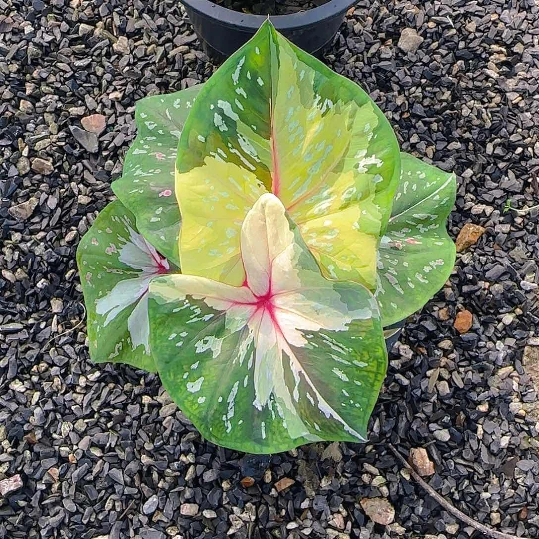 钻**园161-0623泰国发货