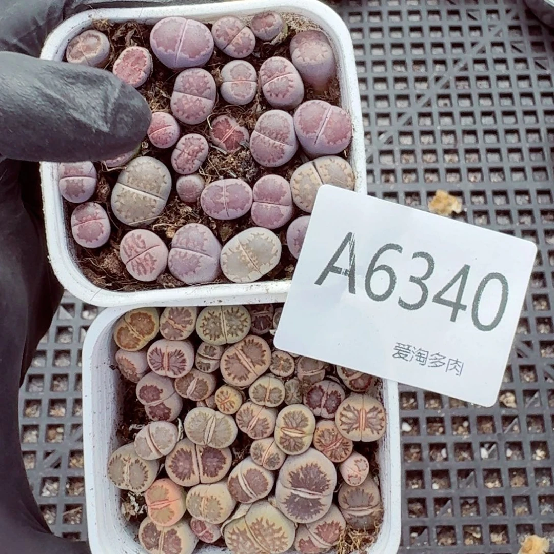 6340—生石花 生石花