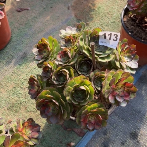 113万七彩朵朵多肉，